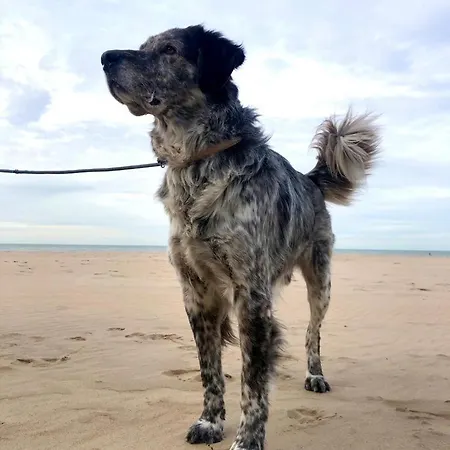 Apartment Seaview Loft Ostend